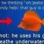MisterFish
