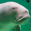 Avatar de Shamu