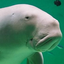 Shamu