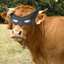 Batatao