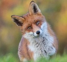 Avatar de Raccoon5