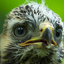 Buteo