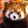 Avatar de Himitsu17