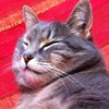 Avatar de Morhaus