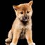 Doggy